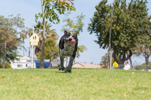 Cummingston Park Dog Run photo 1